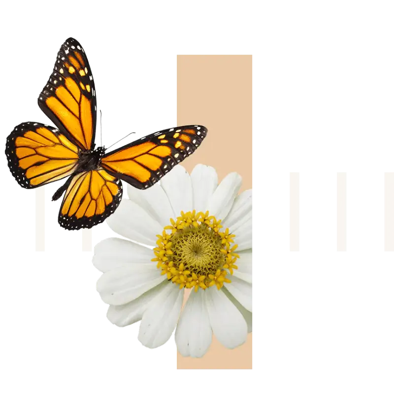 Desktop and Mobile illustration